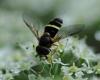 Dasysyrphus tricinctus